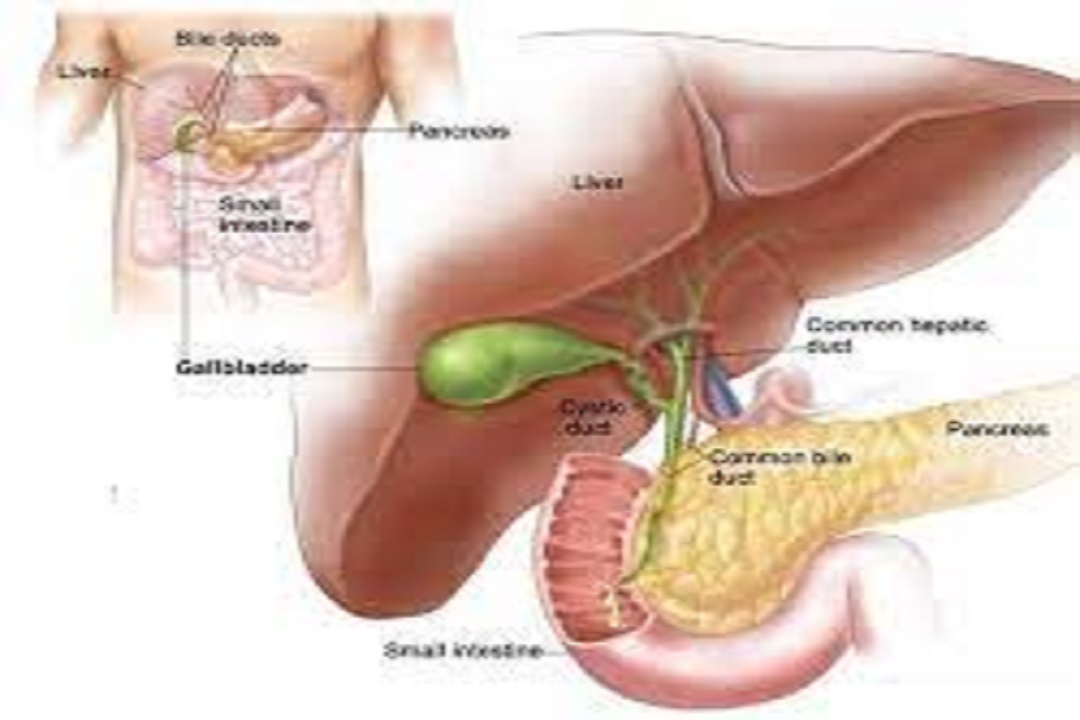 The Liver and Gallbladder