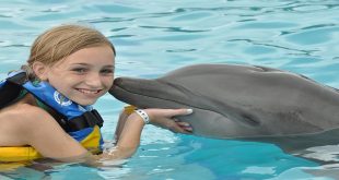 Dolphin Discovery - Swim with dolphins in Isla Mujeres, Cancun